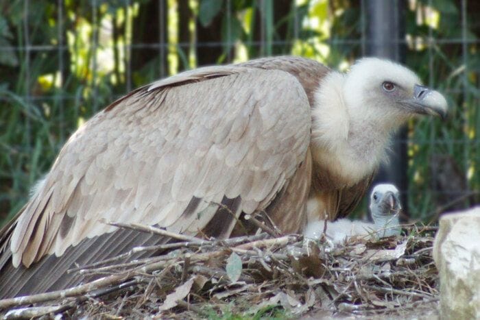 Nelle Marche a Falconara è nato un grifone, specie a rischio di estinzione