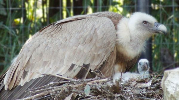 Nelle Marche a Falconara è nato un grifone, specie a rischio di estinzione