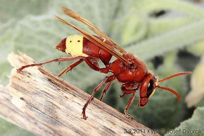 Pichetto, 'allo studio biocidi contro la vespa velutina'