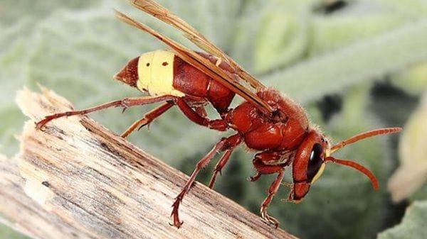 Pichetto, 'allo studio biocidi contro la vespa velutina'