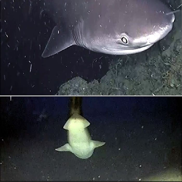 Nel golfo di Napoli grande aggregazione di squali capopiatto