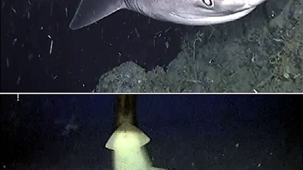 Nel golfo di Napoli grande aggregazione di squali capopiatto