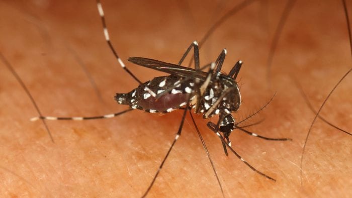 zanzara tigre il comune di bergamo rafforza la prevenzione