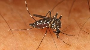 Zanzara tigre, il Comune di Bergamo rafforza la prevenzione