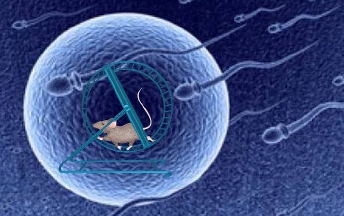 Nello spazio gli spermatozoi perdono l’orientamento