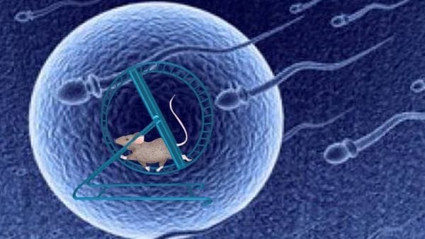 Nello spazio gli spermatozoi perdono l’orientamento