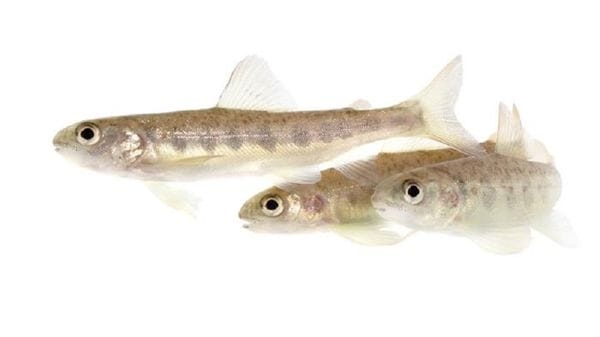 Salmoni 'alterati' dalla cocaina nelle acque, si muovono di più 