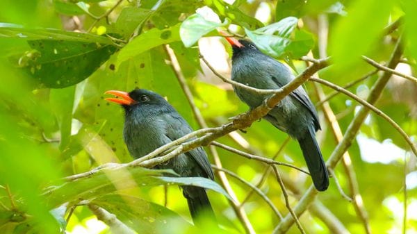 Amazzonia, l''Internet' della foresta aiuta uccelli e scimmie a comunicare