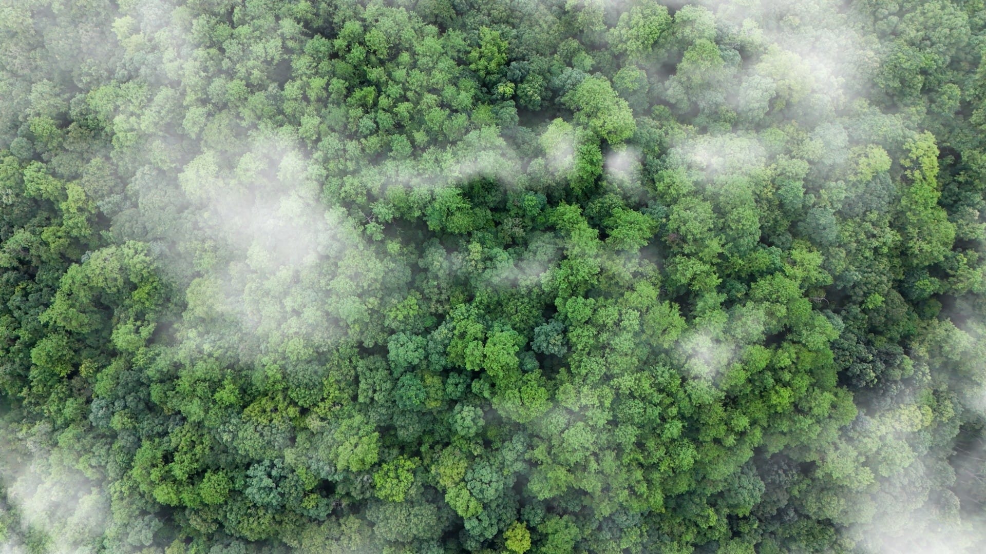 «Earth Overshoot Day», gli effetti sottovalutati del deficit ecologico