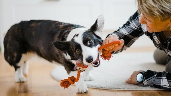 Giocare con il cane rafforza il legame emotivo