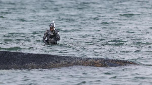 Al via in diretta il salvataggio della balena arenata nel Baltico