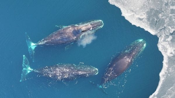 I diari di bordo ricostruiscono la storia della caccia alle balene nell'Artico