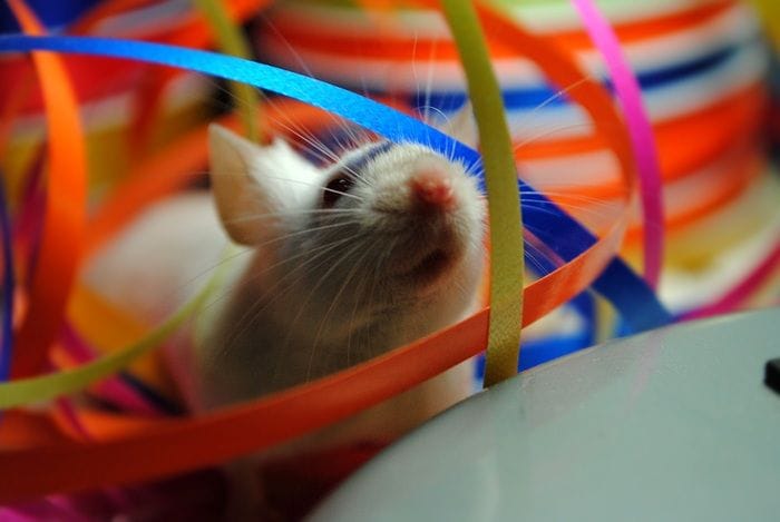 L'esercizio fisico aiuta a liberare cervello dalle scorie 