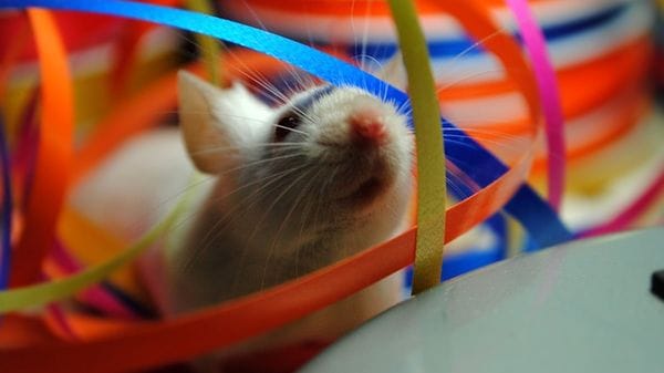 L'esercizio fisico aiuta a liberare cervello dalle scorie 