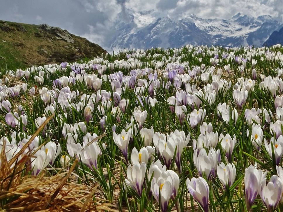 Tra gli escursionisti e sui social esplode la «crocus-mania» - Le foto delle fioriture
