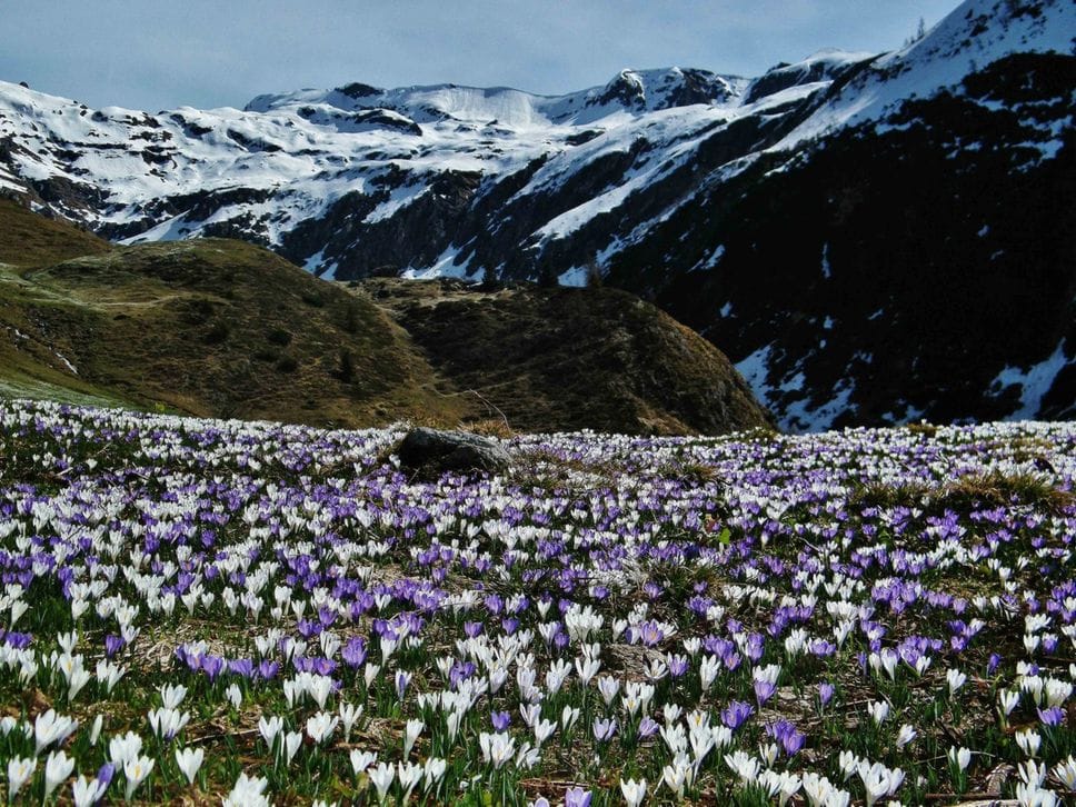Tra gli escursionisti e sui social esplode la «crocus-mania» - Le foto delle fioriture