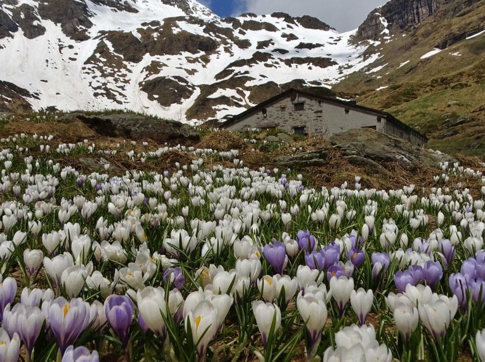 Tra gli escursionisti e sui social esplode la «crocus-mania» - Le foto delle fioriture