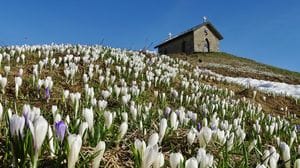 Tra gli escursionisti e sui social esplode la «crocus-mania» - Le foto delle fioriture