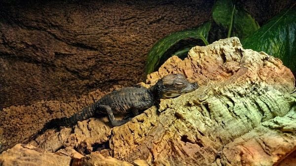 Un raro coccodrillo africano nano è nato al Parco Natura Viva di Verona