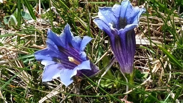 Nei prati in montagna