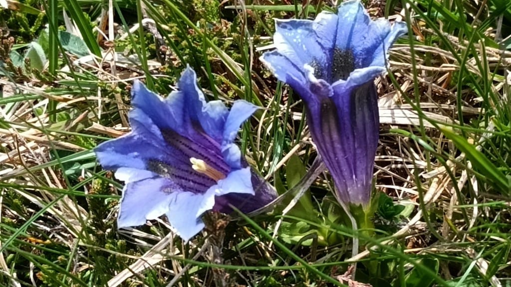 Nei prati in montagna