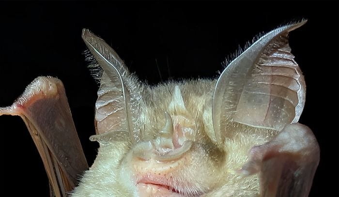 Sorpresa in Abruzzo, scoperta una colonia di pipistrelli 'ferro di cavallo'