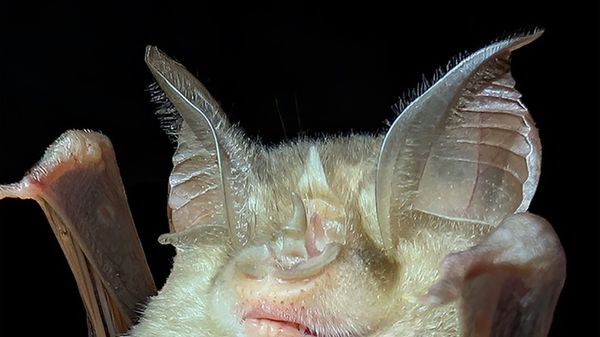 Sorpresa in Abruzzo, scoperta una colonia di pipistrelli 'ferro di cavallo'