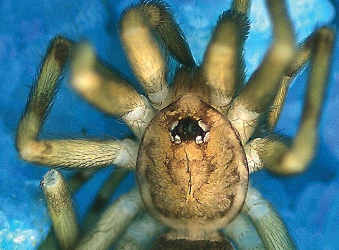 Un'altra specie di ragno che vive nei muri, dedicata ai Pink Floyd 