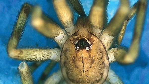 Un'altra specie di ragno che vive nei muri, dedicata ai Pink Floyd 