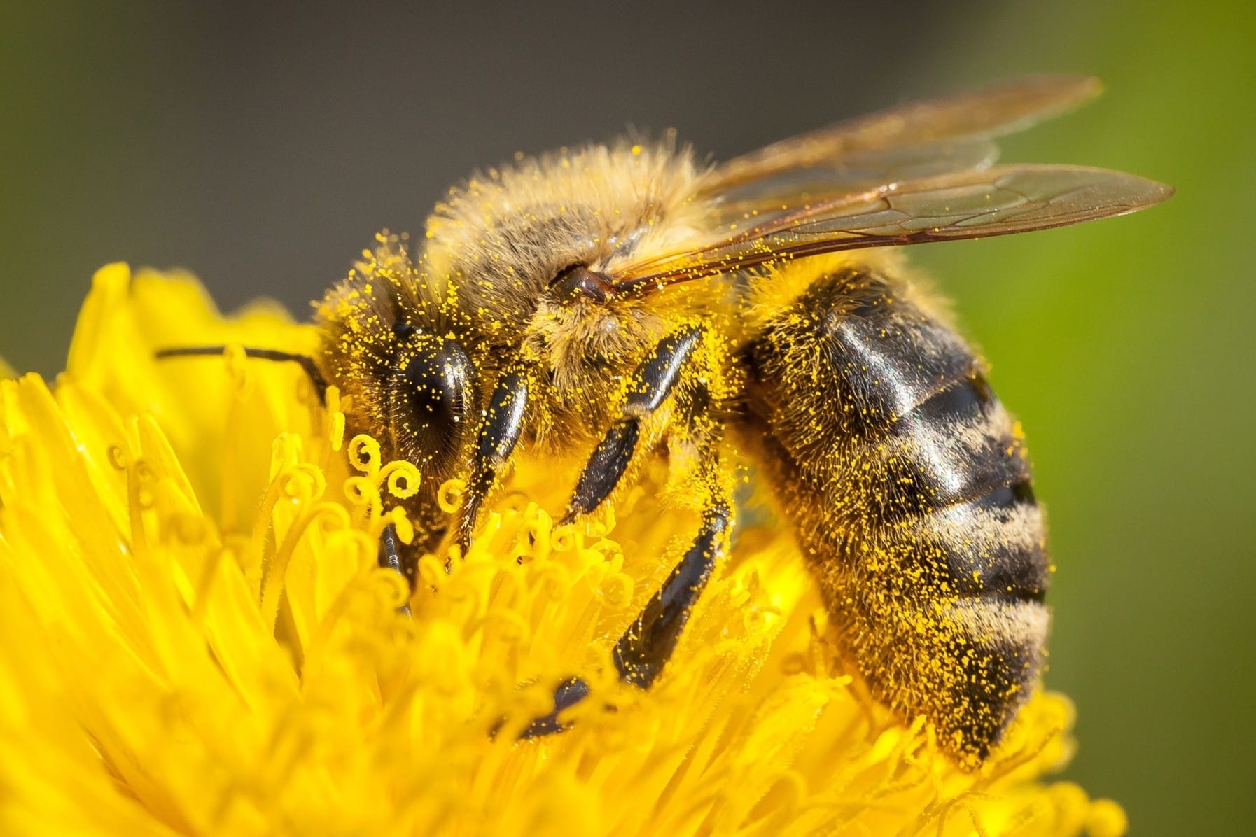 Aprile, dolce… starnutire. Come combattere le allergie della stagione