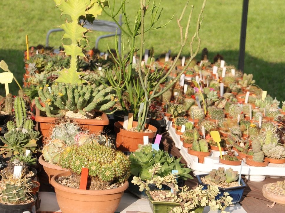 Floreka torna con «Nature migranti»: a Ranica un weekend tra piante, storie e paesaggi in movimento