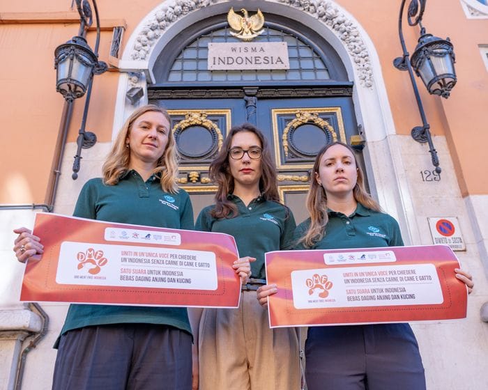 Petizione a Indonesia contro commercio di carne di gatti e cani