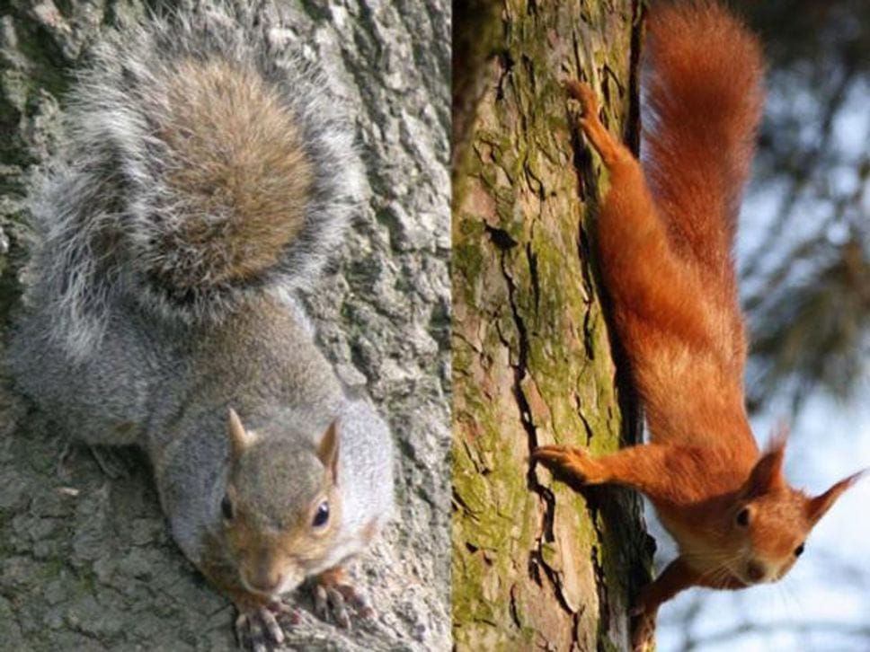 Perché lo scoiattolo rosso rischia di scomparire: la minaccia del grigio americano