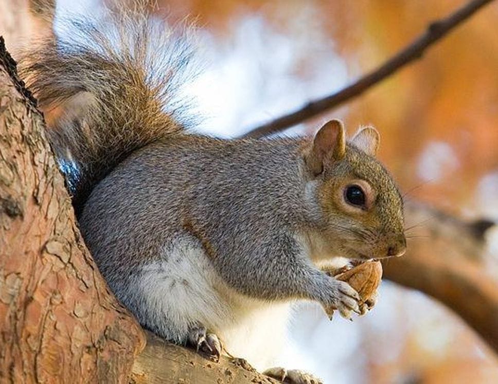 Perché lo scoiattolo rosso rischia di scomparire: la minaccia del grigio americano