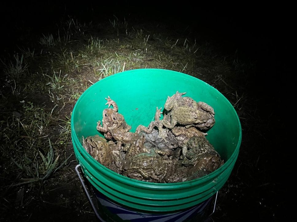 Portati in salvo 16.926 rospi sul lago d’Endine, in campo 250 volontari