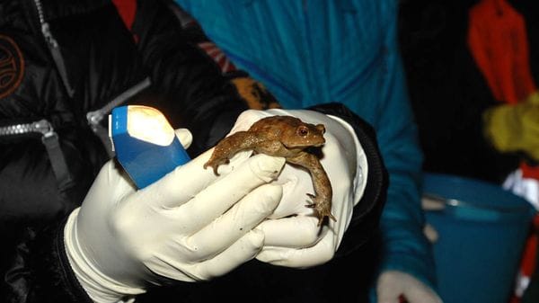 Portati in salvo 16.926 rospi sul lago d’Endine, in campo 250 volontari