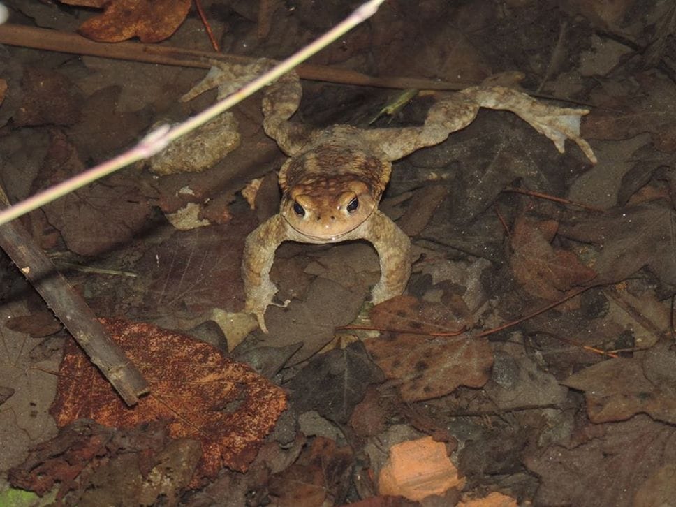 Portati in salvo 16.926 rospi sul lago d’Endine, in campo 250 volontari