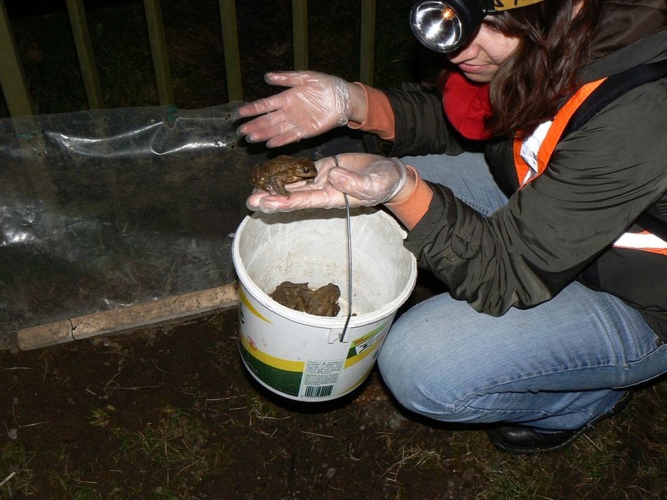 Portati in salvo 16.926 rospi sul lago d’Endine, in campo 250 volontari