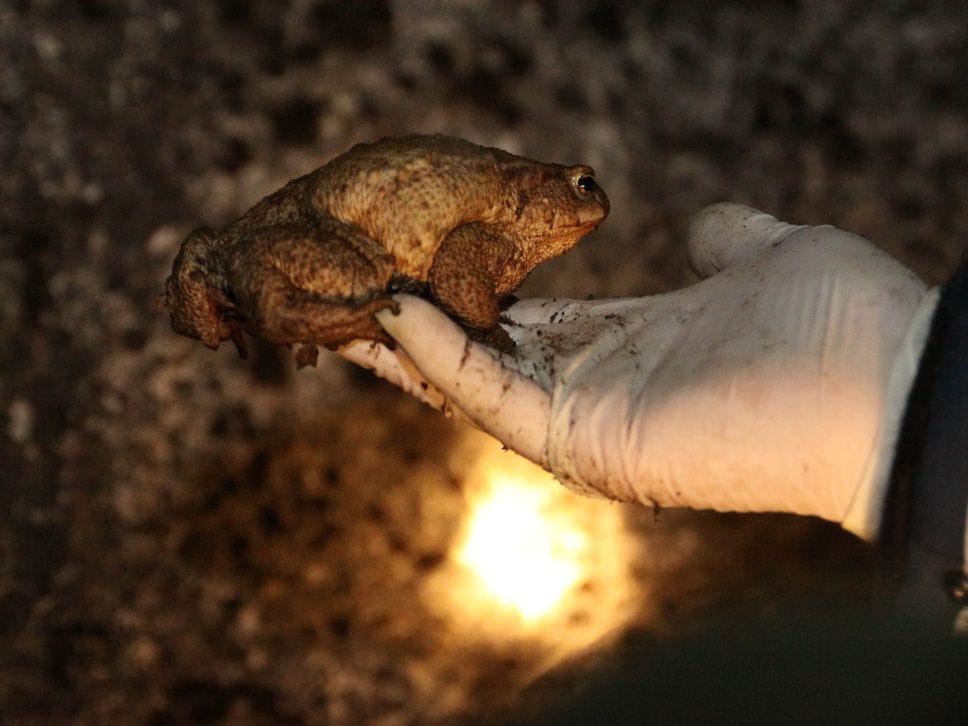 Portati in salvo 16.926 rospi sul lago d’Endine, in campo 250 volontari