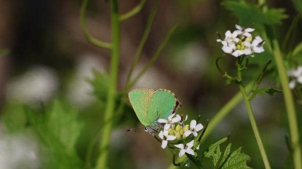 Giocando a nascondino