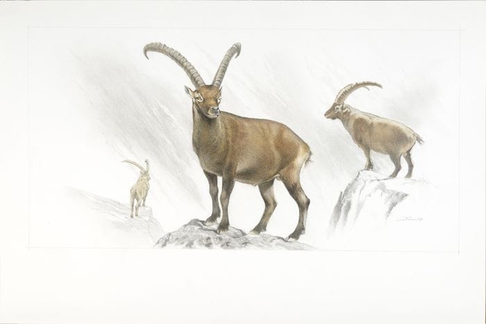 Nel Dna antico la storia degli stambecchi alpini di 13mila anni fa