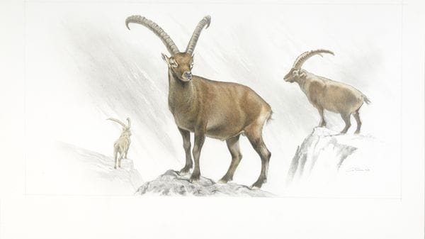 Nel Dna antico la storia degli stambecchi alpini di 13mila anni fa