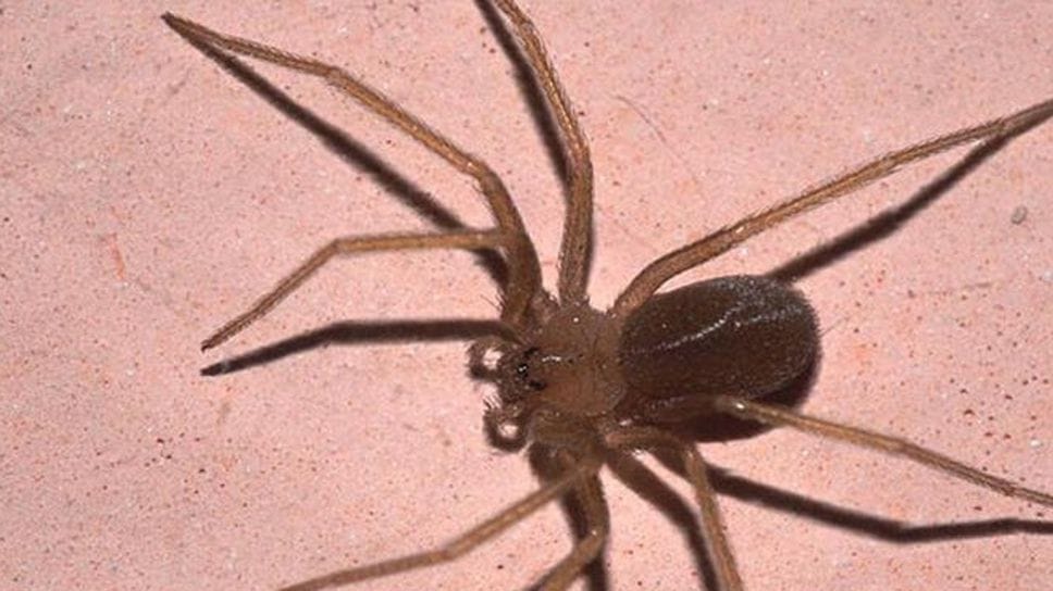 Ragno violino, insidia difficile da riconoscere. «Attenti alle infezioni»