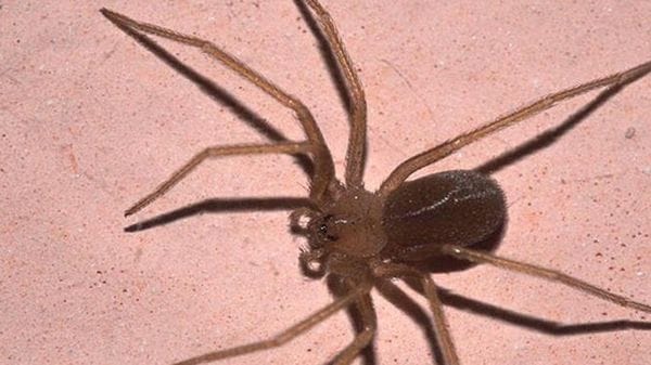 Ragno violino, insidia difficile da riconoscere. «Attenti alle infezioni»
