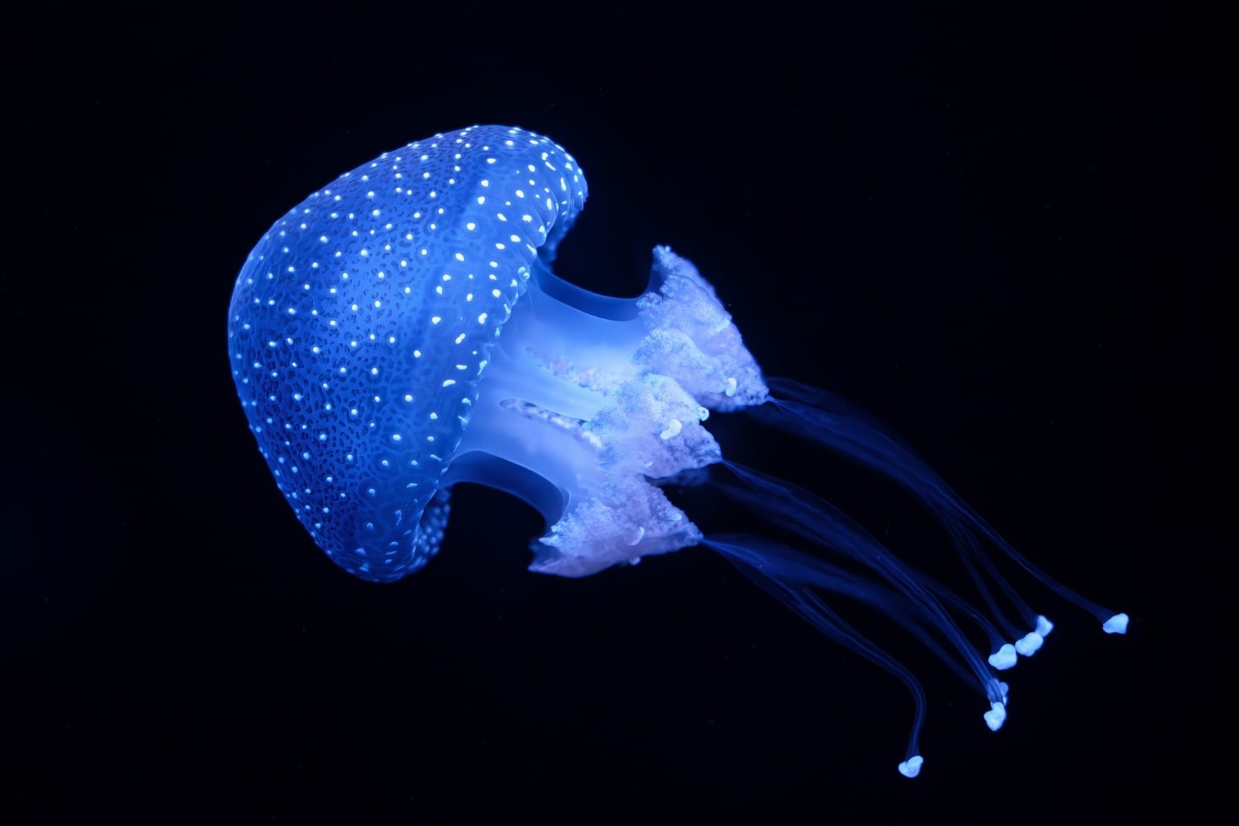 Reazioni «brillanti», la chimica che fa luce sul mondo