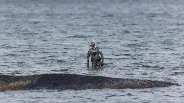 Peggiora la balena arenata nel Baltico, 'va lasciata morire in pace'