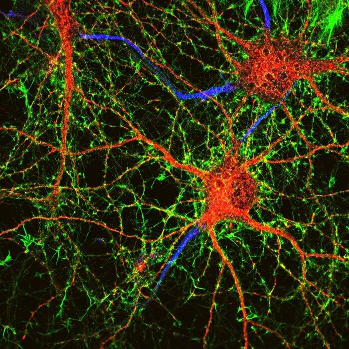 Trovato il freno che blocca la rigenerazione dopo le lesioni nervose