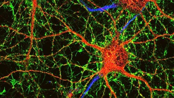 Trovato il freno che blocca la rigenerazione dopo le lesioni nervose