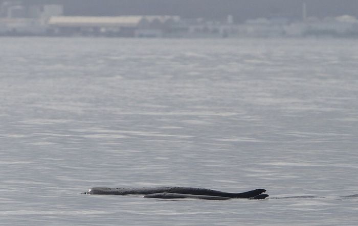 Dal Dna ambientale la scoperta di un nuovo abitante del Mediterraneo
