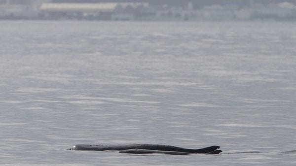 Dal Dna ambientale la scoperta di un nuovo abitante del Mediterraneo
